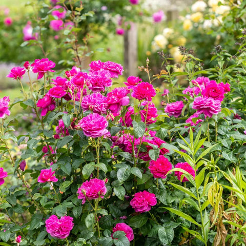 David Austin® James L. Austin™ Rose Shrub
