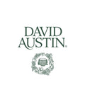 David Austin Roses