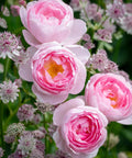 David Austin® Scepter'd Isle™ Rose Shrub