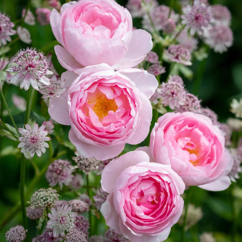 David Austin® Scepter'd Isle™ Rose Shrub