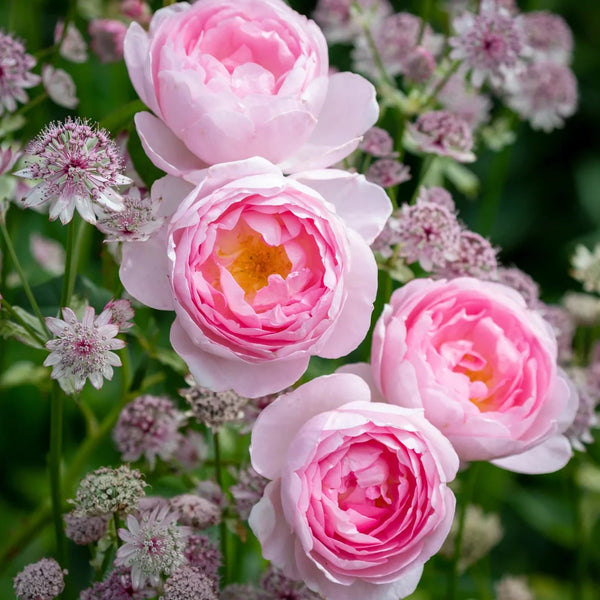 Scepter'd Isle™ Rose Shrub | Fragrant Pink David Austin English