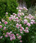 David Austin® Scepter'd Isle™ Rose Shrub