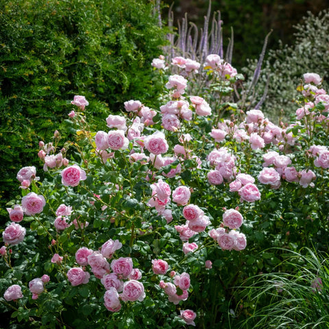 David Austin® Scepter'd Isle™ Rose Shrub