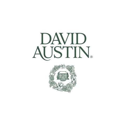 David Austin® Rose Shrub