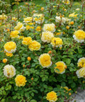David Austin® The Poet's Wife® Rose Shrub
