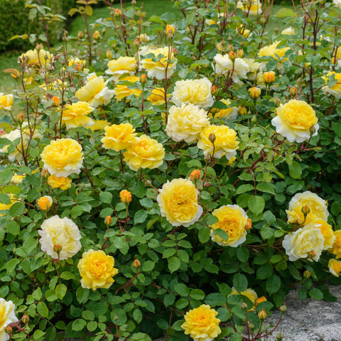 David Austin® The Poet's Wife® Rose Shrub