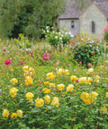 David Austin® The Poet's Wife® Rose Shrub