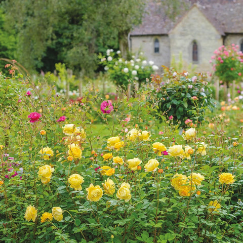 David Austin® The Poet's Wife® Rose Shrub