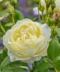 David Austin® Vanessa Bell® Rose Shrub