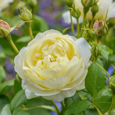 David Austin® Vanessa Bell® Rose Shrub