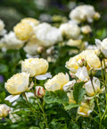 David Austin® Vanessa Bell® Rose Shrub