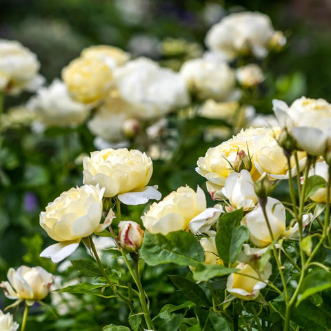 David Austin® Vanessa Bell® Rose Shrub