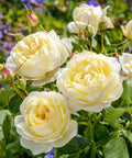 David Austin® Vanessa Bell® Rose Shrub