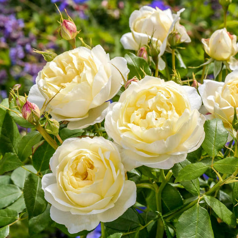 David Austin® Vanessa Bell® Rose Shrub
