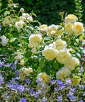 David Austin® Vanessa Bell® Rose Shrub