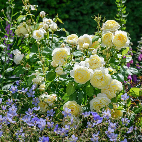 David Austin® Vanessa Bell® Rose Shrub