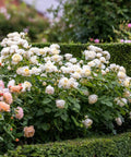David Austin® Vanessa Bell® Rose Shrub