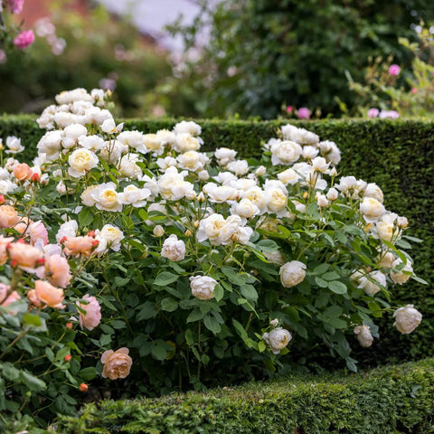David Austin® Vanessa Bell® Rose Shrub