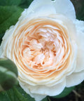 David Austin® Windermere™ Rose Shrub