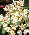 David Viburnum