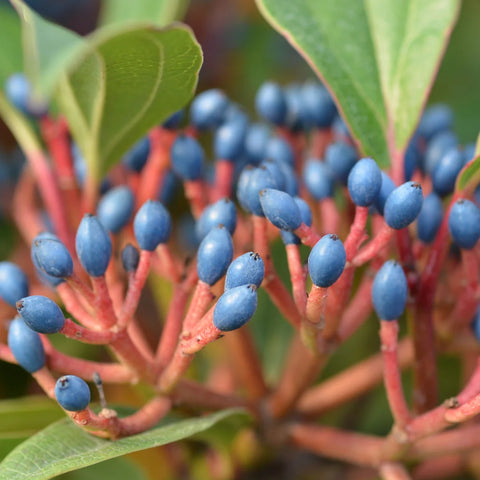 David Viburnum