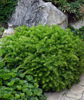 Dense Spreading Yew