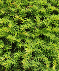 Dense Spreading Yew