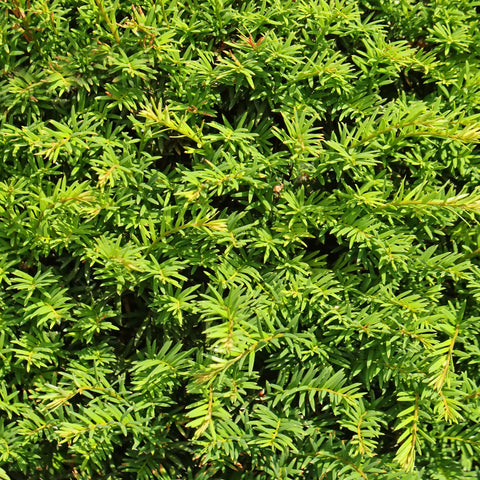 Dense Spreading Yew