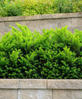 Dense Spreading Yew
