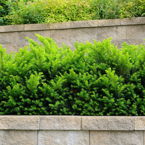 Dense Spreading Yew