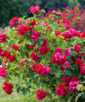 Double Knock Out Rose Bush