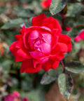 Double Knock Out Rose Bush