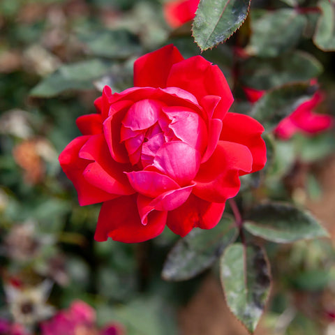 Double Knock Out Rose Bush