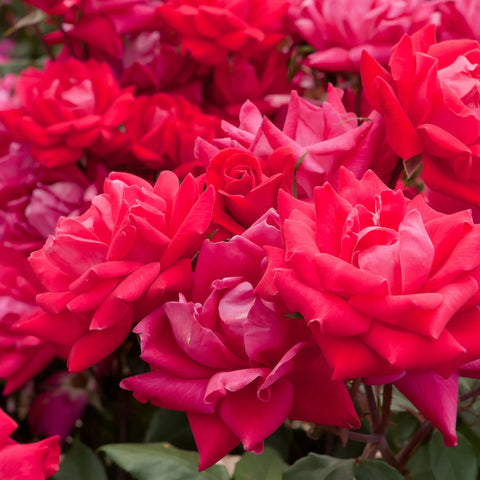 Double Knock Out Rose Bush