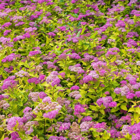 Double Play Candy Corn Spirea