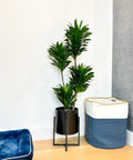 Dracaena Janet Craig Compacta