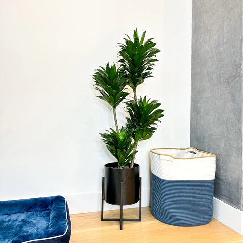 Dracaena Janet Craig Compacta