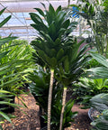 Dracaena Janet Craig Compacta