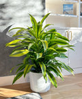 Dracaena Lemon Lime