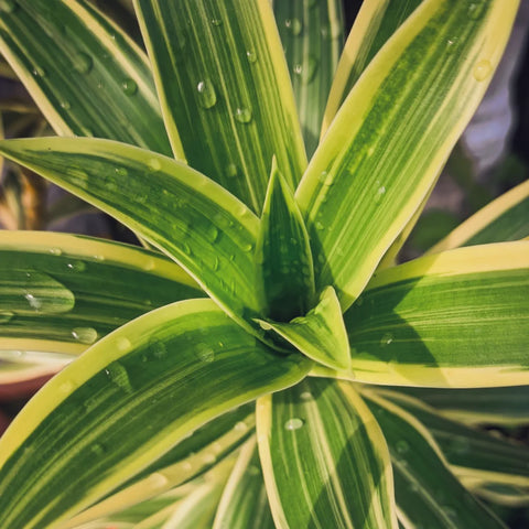 Dracaena Lemon Lime