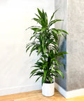 dracaena lisa cane care Simply Trees Dracaena Lisa Indoor Houseplant (4-5 Feet), Easy to Maintain Air Purification Plant, Great Low-Maintenance Office Decor, Living Room