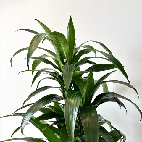 Dracaena Lisa