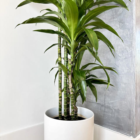 Dracaena Lisa