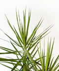 Dracaena Marginata