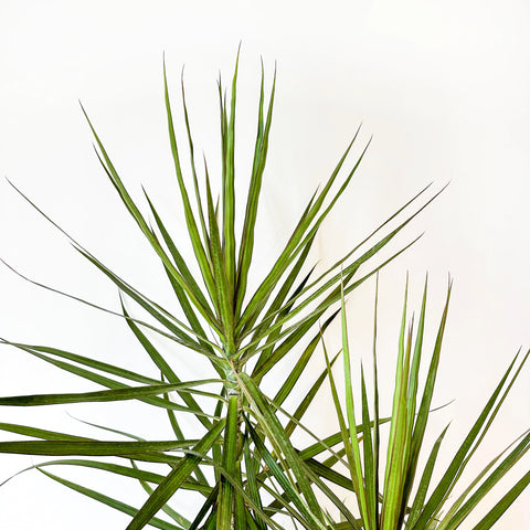 Dracaena Marginata