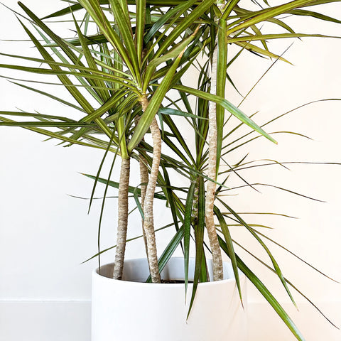 Dracaena Marginata