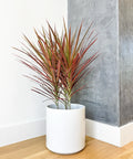 Dracaena Marginata Colorama