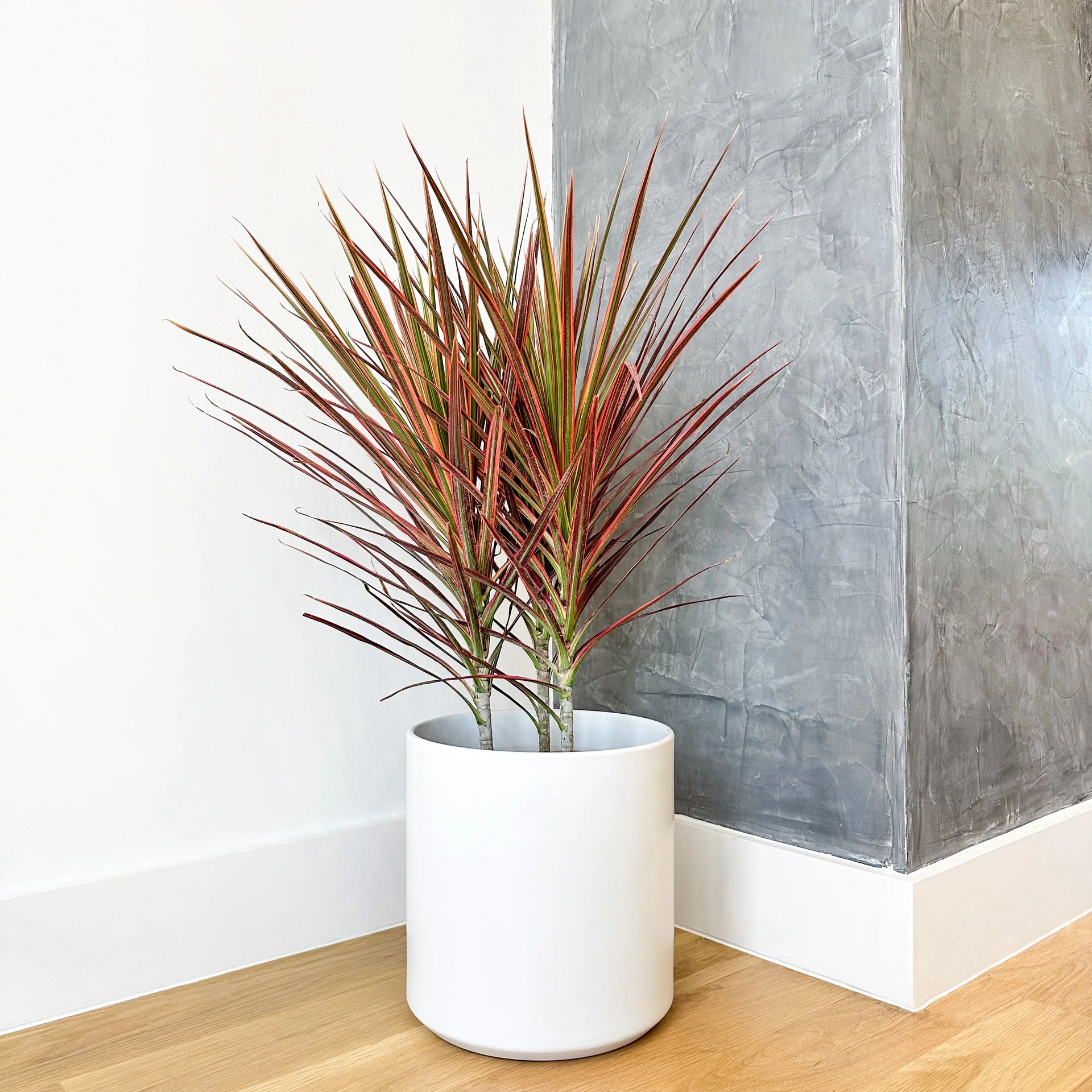 dracaena colorama bush Dracaena Marginata Colorama