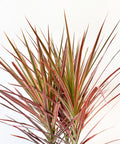 Dracaena Marginata Colorama