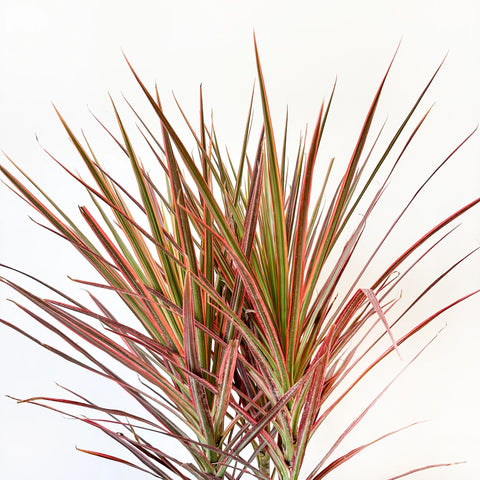 Dracaena Marginata Colorama